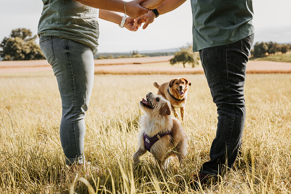 Paarshooting Hunde Familie Fotoshooting Bildgefühle Odenwald