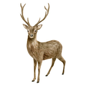 Watercolor deer illustration. Hand painted realistic buck with antlers, male deer sketch. Woodland animal drawing isolated on white background. Brown reindeer, forest mammal
